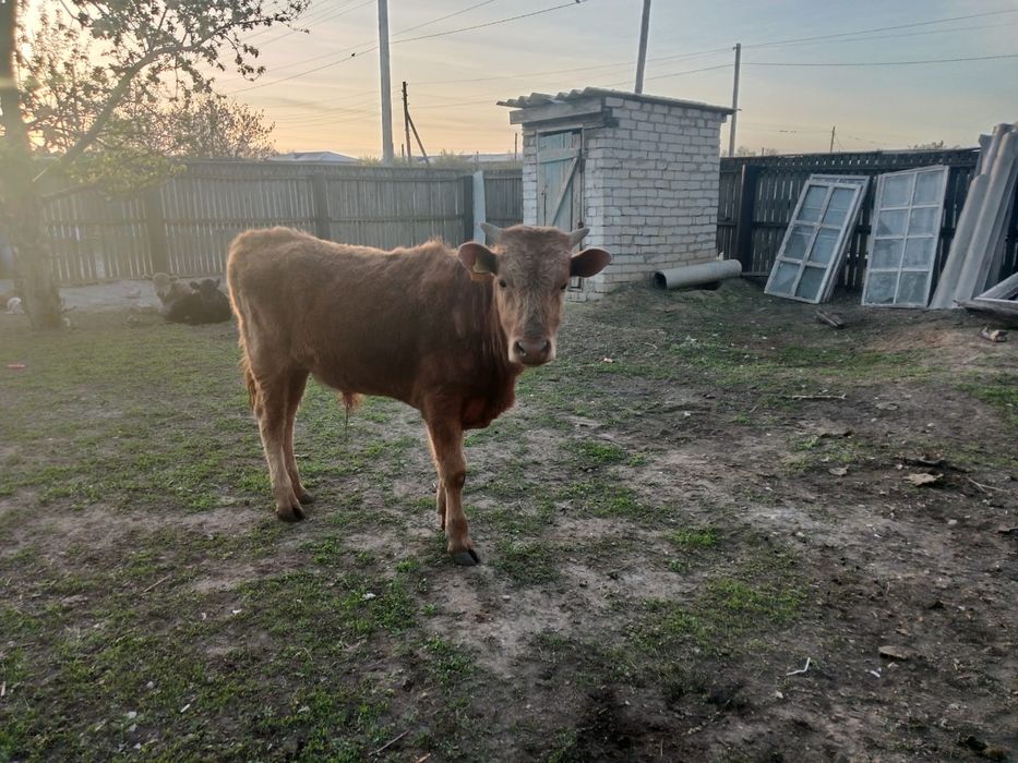 1,5 жылдык еркек басрактар сатылады