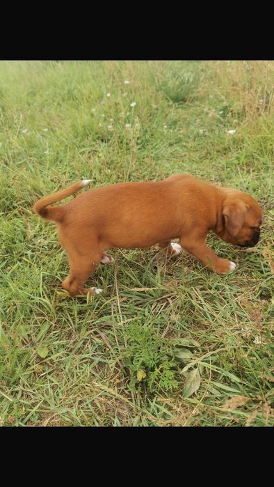 Catel Boxer German