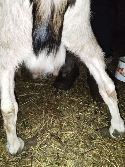 Vand capra metis de alpina franceza cu anglonubian