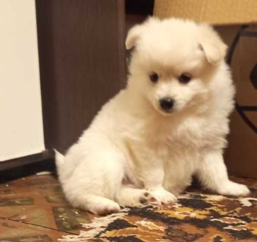 Мини шпиц-пумеран