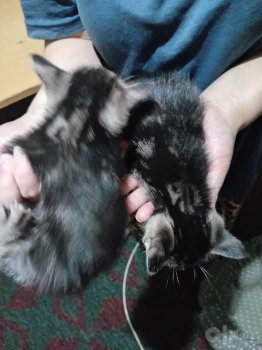 Скотиш страйт котята