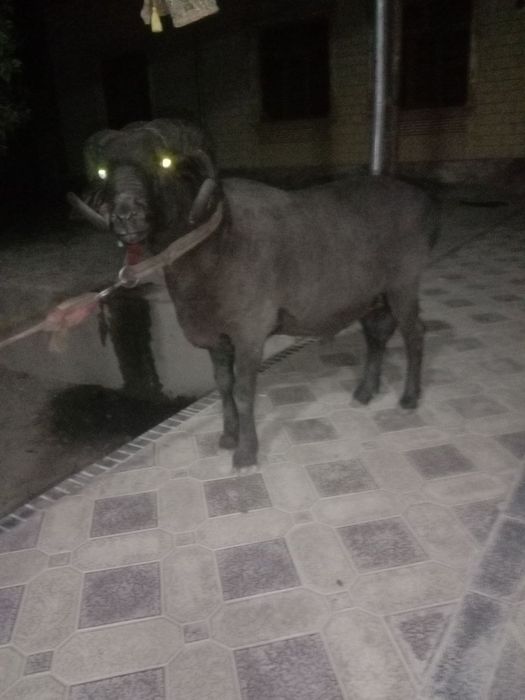Кучкор сотилади соглом