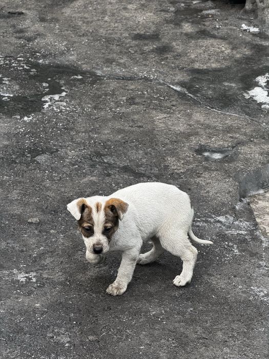 Отдам в хорошие руки