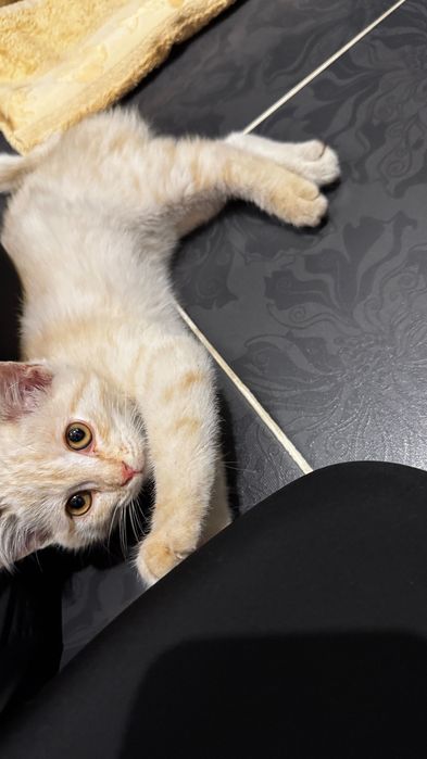 Подарю котенка в добрые руки