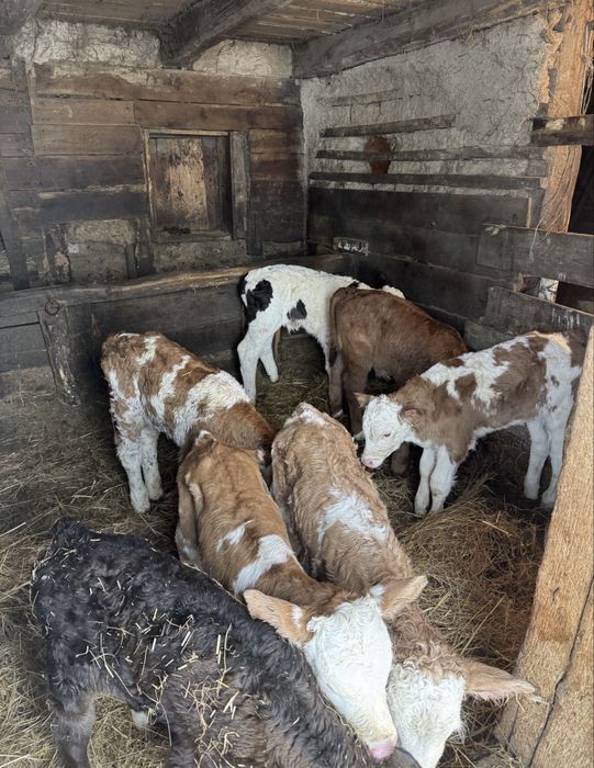 Aduc Vitei  intarcati pentru crescut ! Exemplare frumoase,