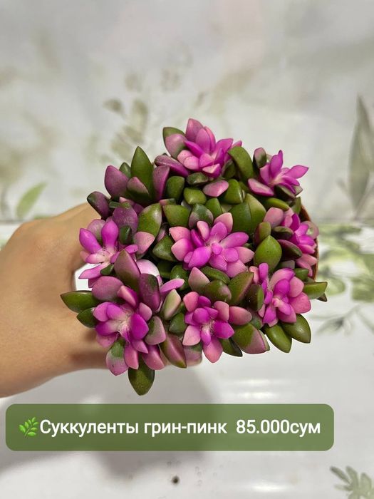 Антуриумы разных сортов