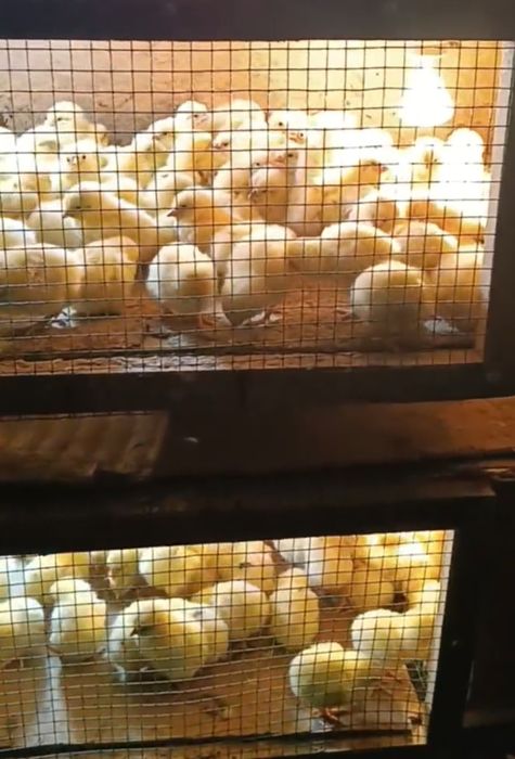 Сертухум Макён Хай-лайн жужалари сотилади