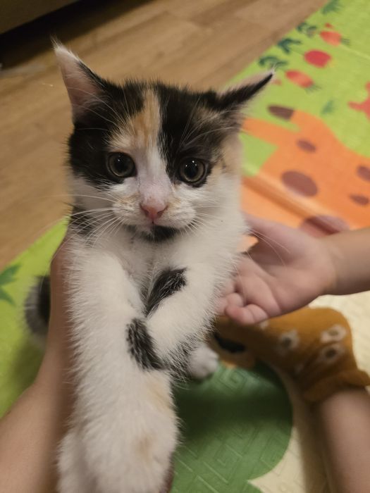 Отдам котят 7 недель
