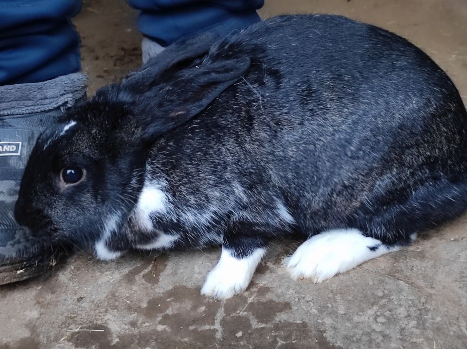 Кролики 2-3 кг 3 самца 1 самка