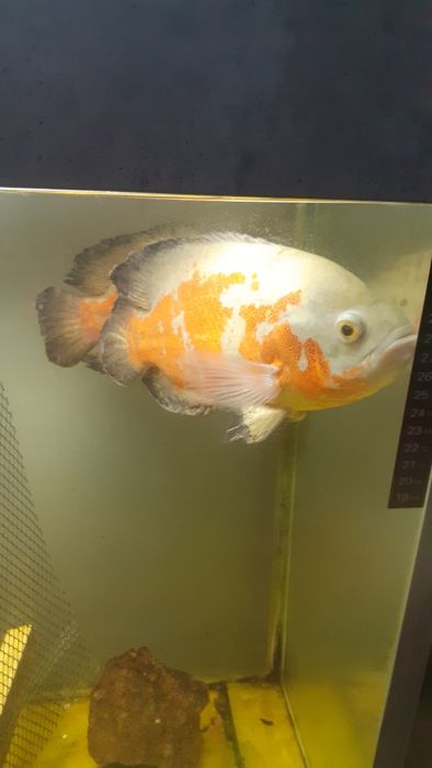 Рыба хищник,шикарные.