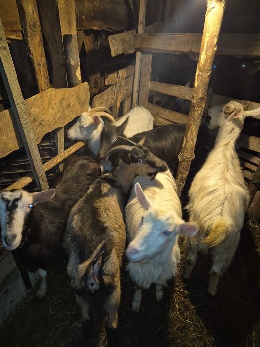 Vand Capre tinere Sunati