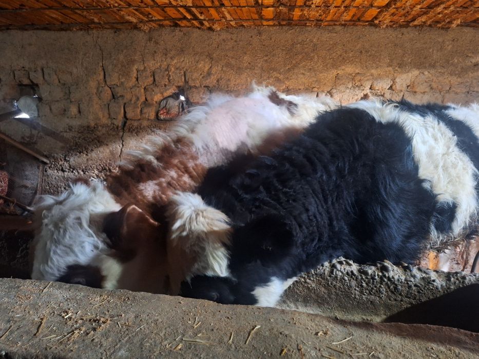 3 бас букалар сатылады