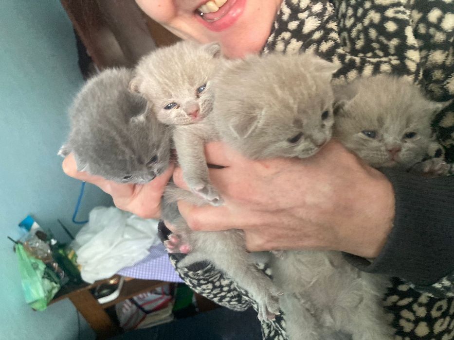 Британцы и .шотландцы