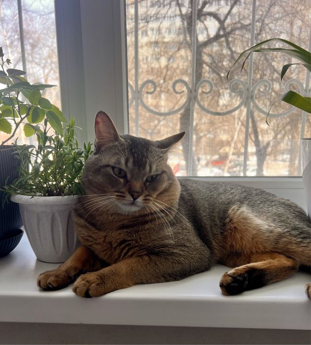 кот породы Чаузи