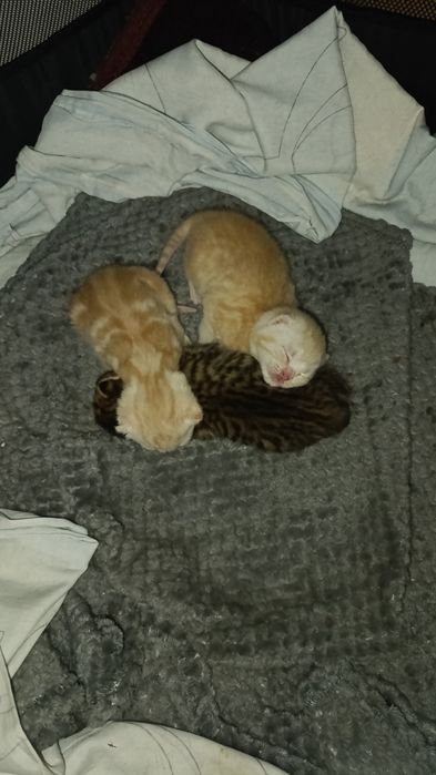 шотландские котята