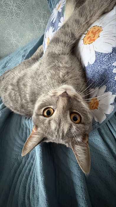 Отдаем котика бесплатно