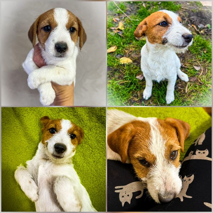 Щенок Джек Рассел терьер