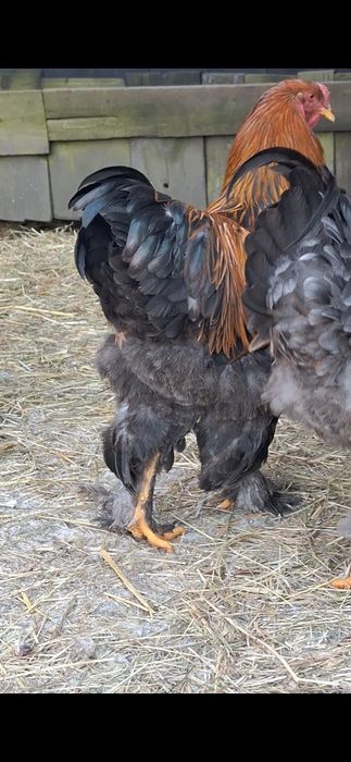 Cocoși Brahma  tineri