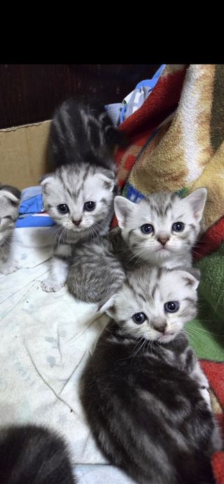 Продам короткошерстный вислоухий британец
