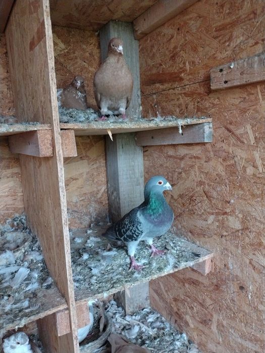 Porumbei voiajori...