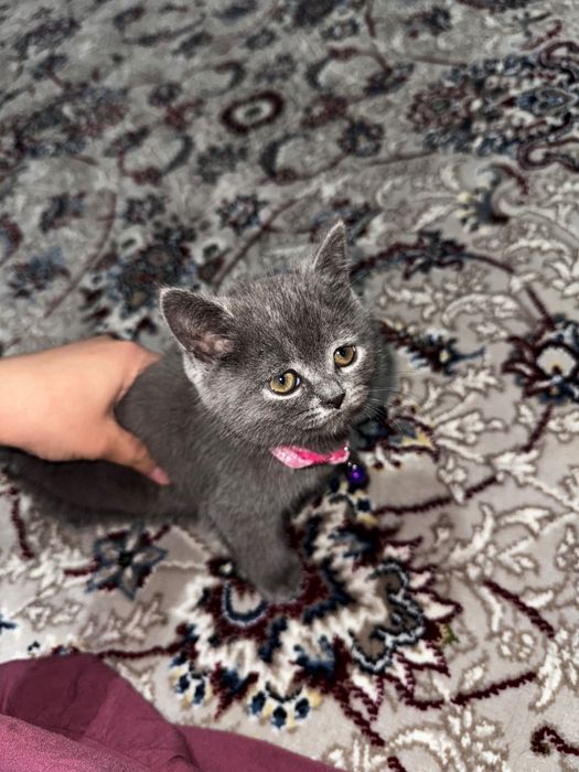 Кошка британский