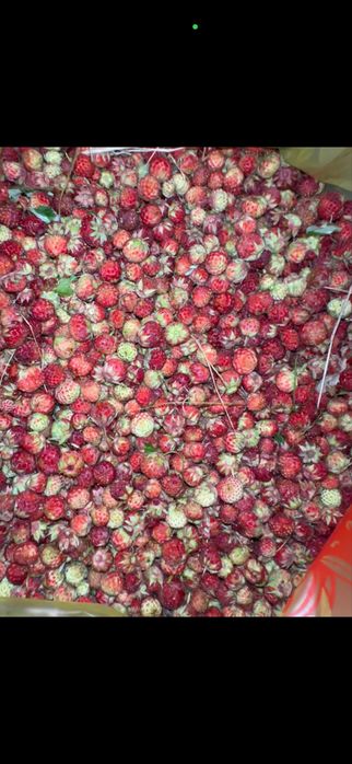 Продам дикую лесную клубнику