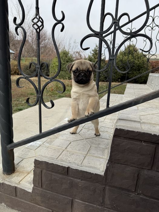 Продается мопсик