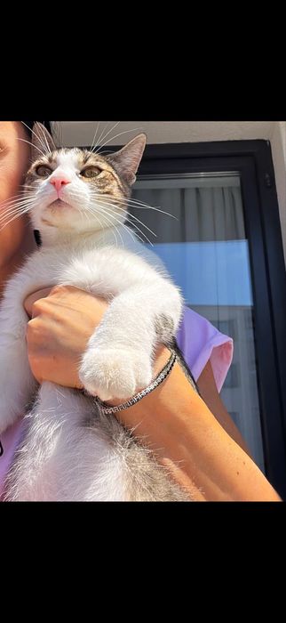 Animale de companie