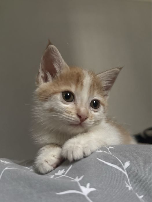 Котенок в добрые руки