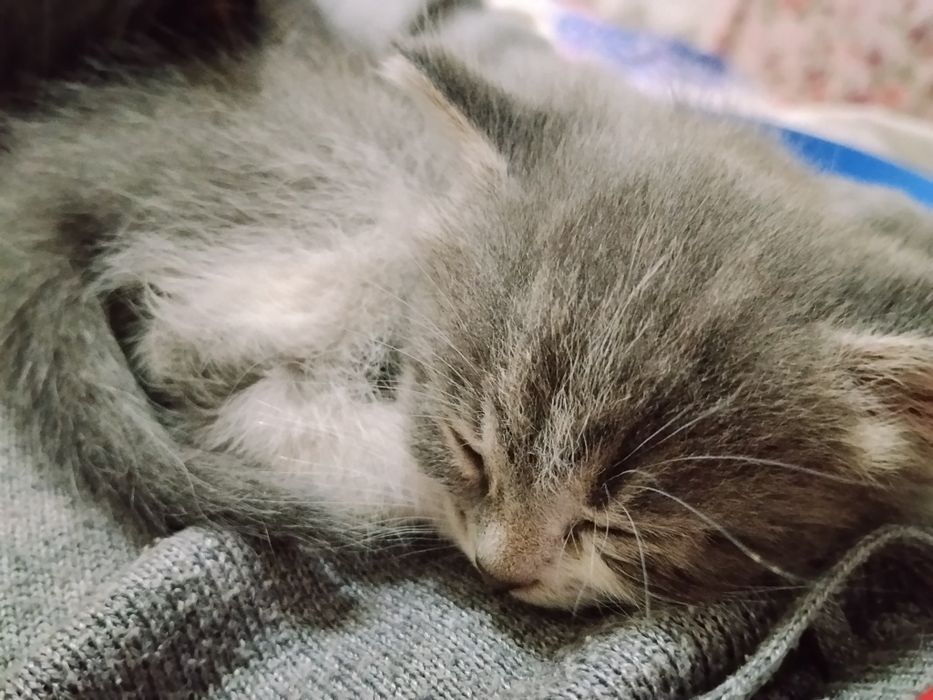 Отдам котят в хорошие руки