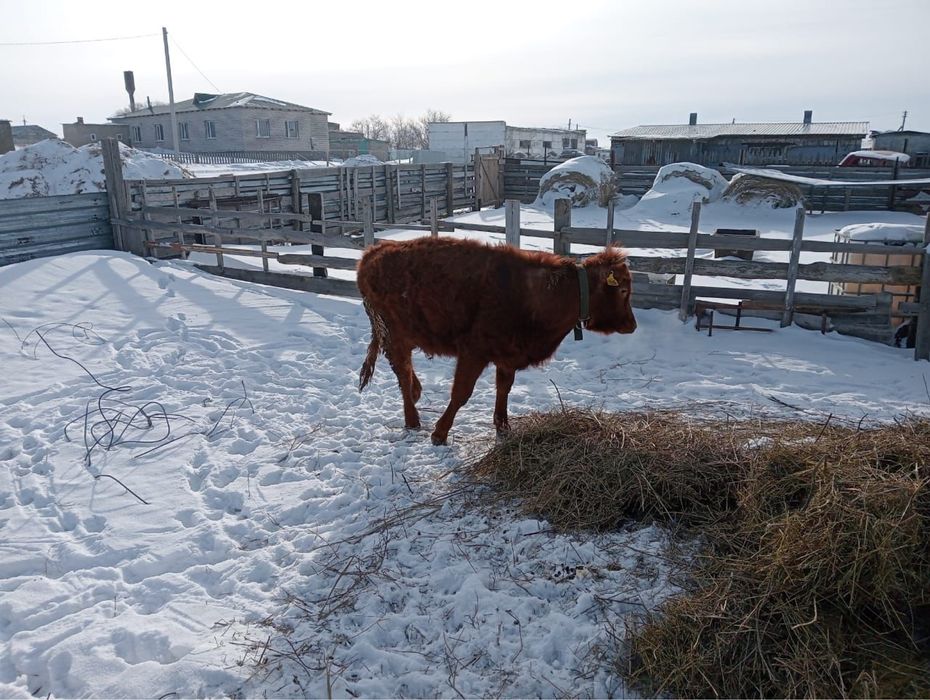 Продам тёлку (2 года)