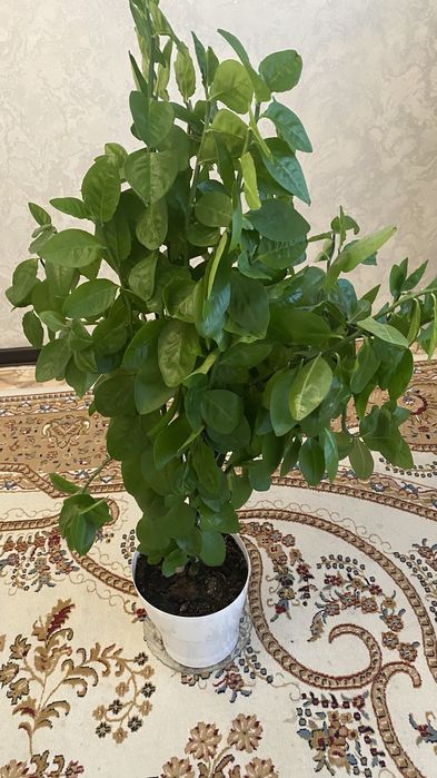 Продаю комнатные цветы