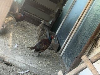 Fazani comuni...