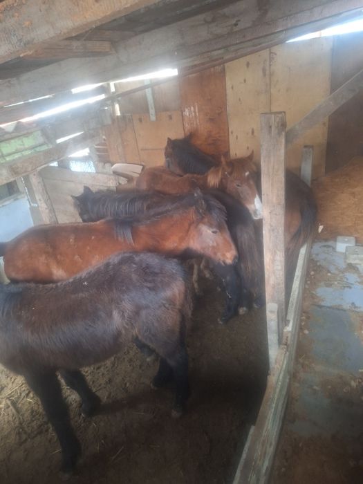 Жабағылар сатылады