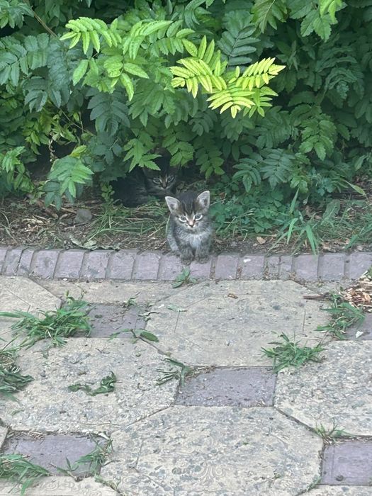 Отдам котят бесплатно
