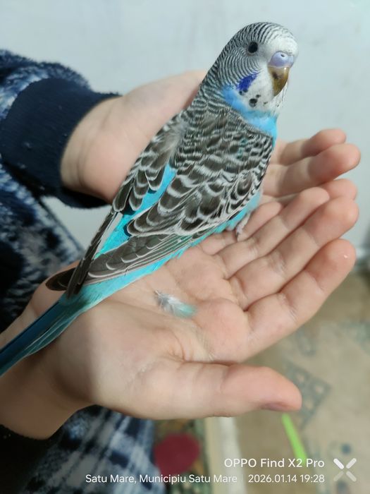 Perusi 5 buc, 3 pui și părinții din decembrie 2025