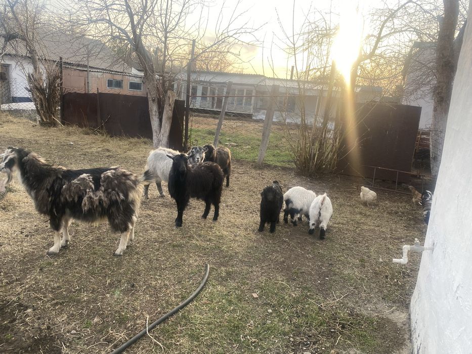 Продам коз и козлят