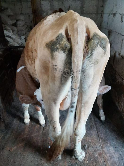 Vând vaca cu vitei gemeni