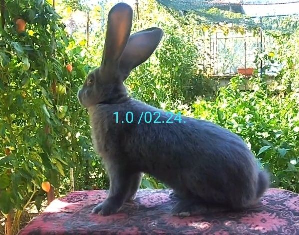 Зайци сини и черни немски гиганти,както и кочовати зайци.