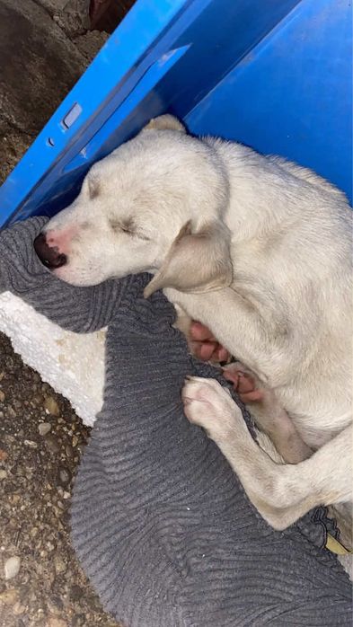 Catelus abandonat in cautare de adapost! Ugent !!