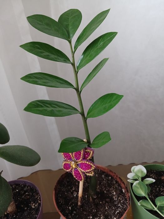 Замиокулькас замиелистный