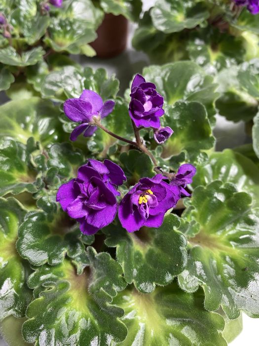 Фиалка махровая океан