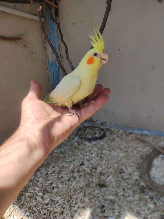 Продам молодых корел ручные