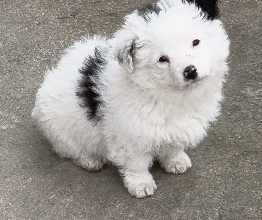 Fetiță Bichon Havanez