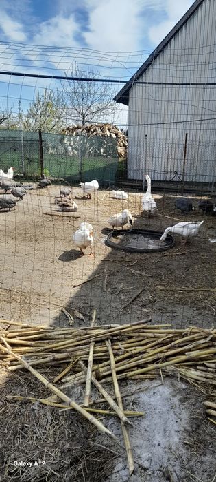 Ouă de bibilică pentru incubat și mâncare și boboci de gâscă de o săptămână de vândut