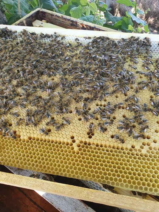 Vand roiuri de albine