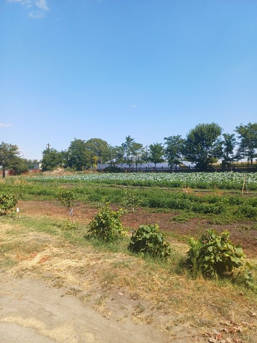 Casă cu teren în sat Albina