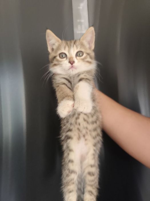 Котята породы Скоттиш Страйт — 1,5 месяца