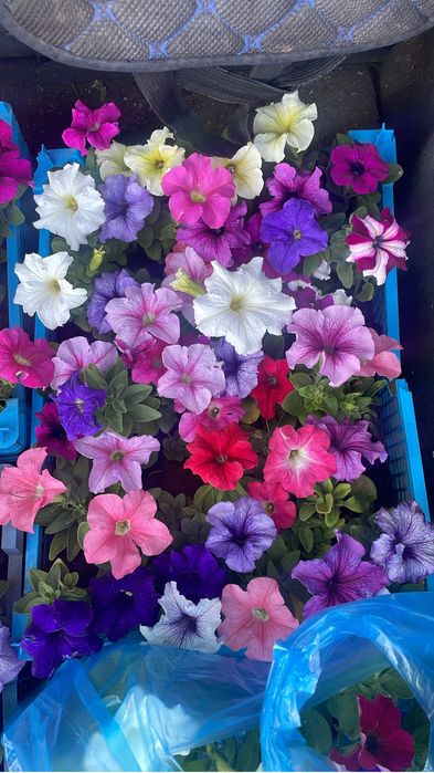 Цветы Петунии. Оптом и в розницу.