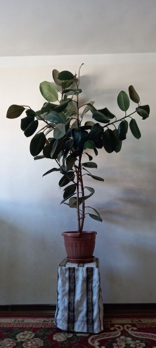 Qon qarindoshlari bilan jinsiy aloqa porno video